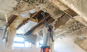 Environmental Consulting for Mold Prevention